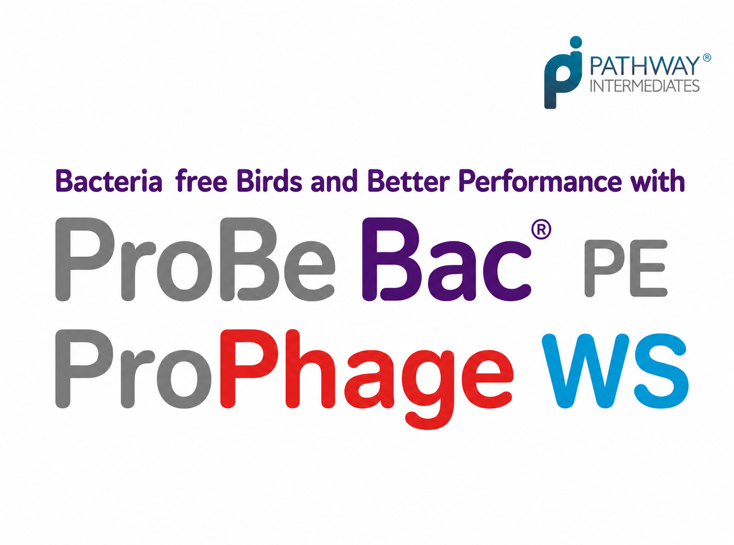 ProBe-WS